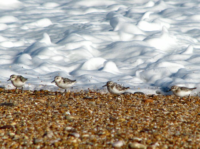 Sanderling Slapton Sands