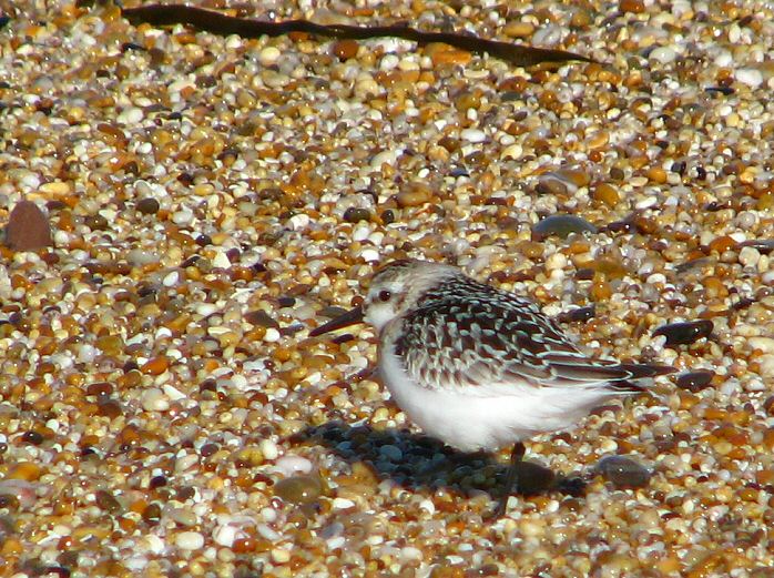 Sanderling Slapton Sands