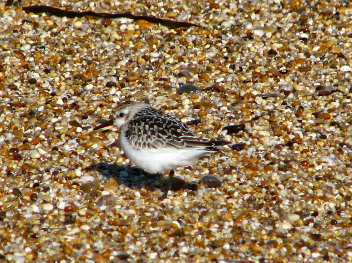 Sanderling Slapton Sands