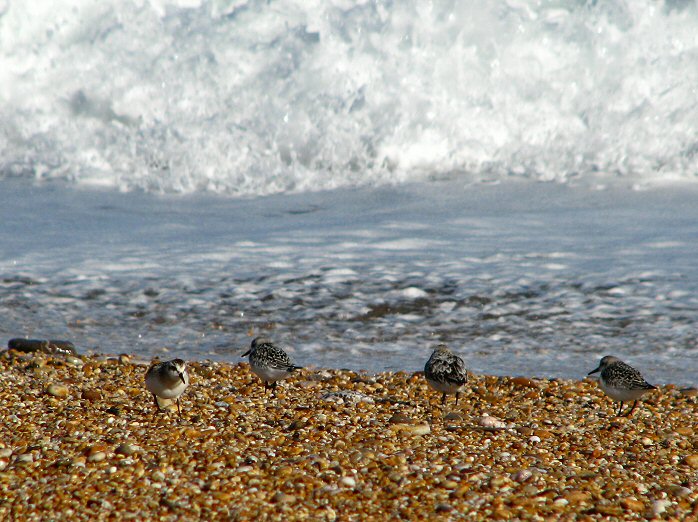 Sanderling Slapton Sands