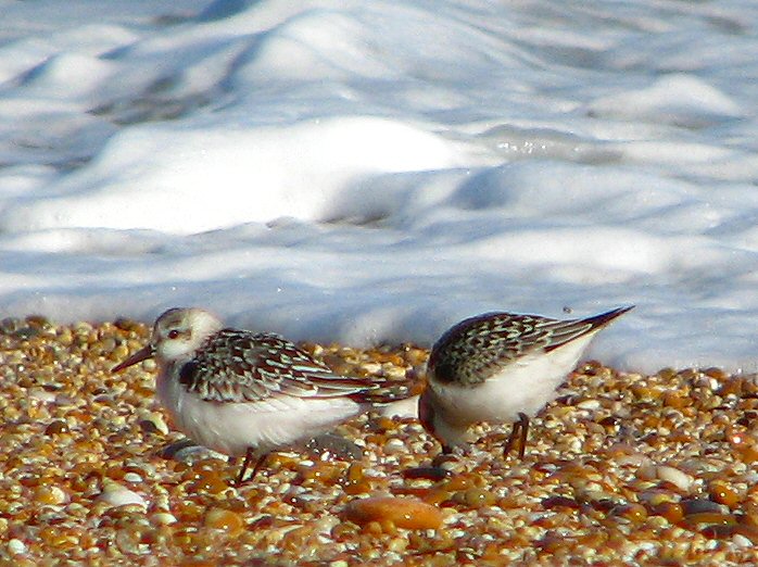 Sanderling Slapton Sands