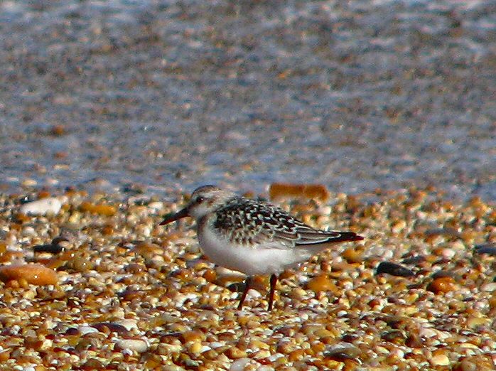 Sanderling Slapton Sands