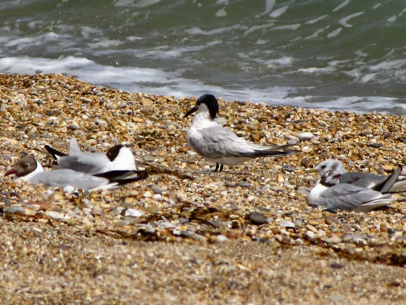 Sandwich Tern