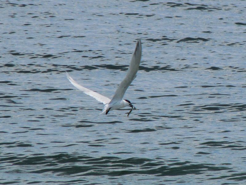 Sandwich Tern