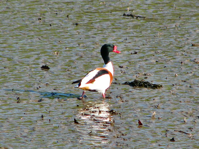 Shelduck