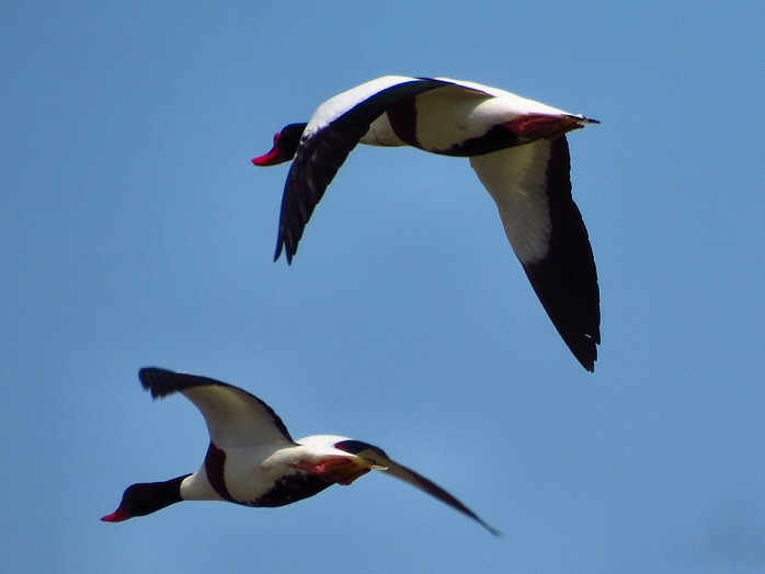 Shelduck