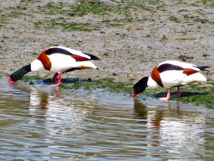 Shelduck