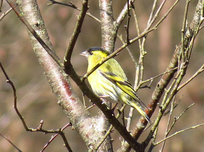 Siskin