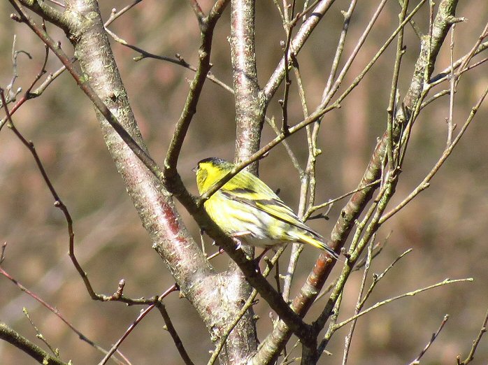 Siskin