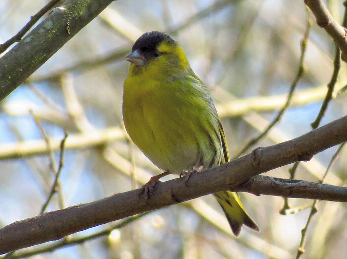 Siskin