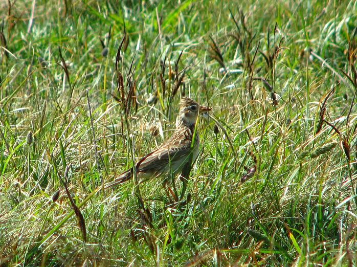 Skylark - Grebe Cliffs