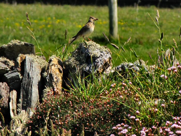 Skylark - Grebe Cliffs