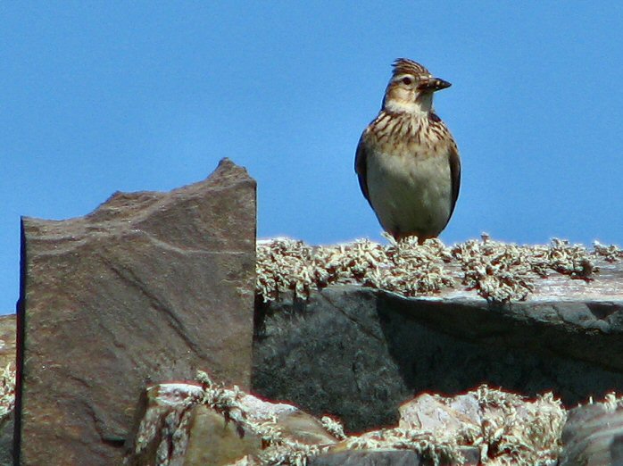 Skylark - Grebe Cliffs