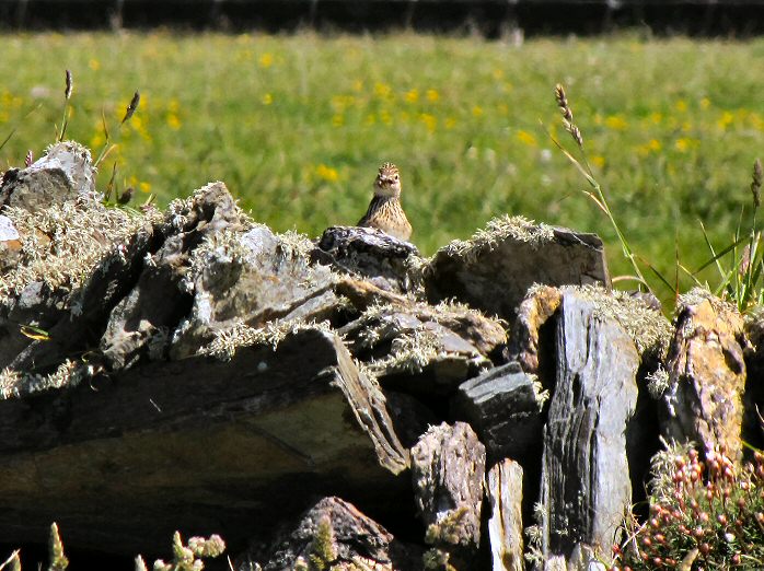 Skylark - Grebe Cliffs