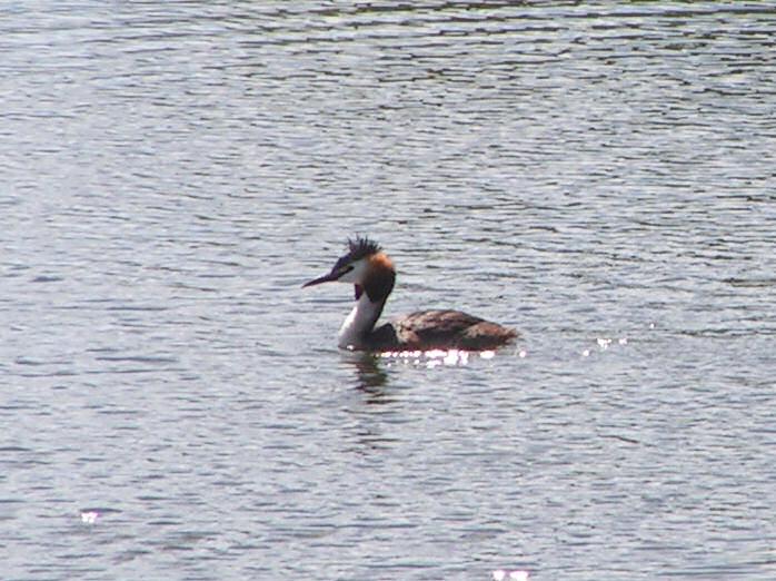 Great Crested Grebe - Slapton Ley