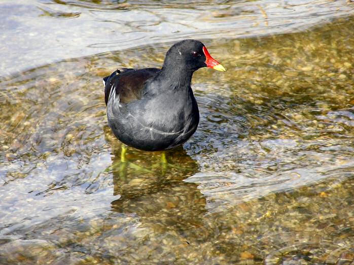 Moorhen - Slapton Ley