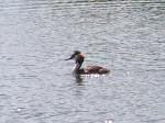 Great Crested Grebe