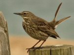 Rock Pipit