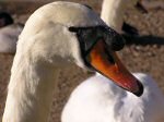 Mute Swan