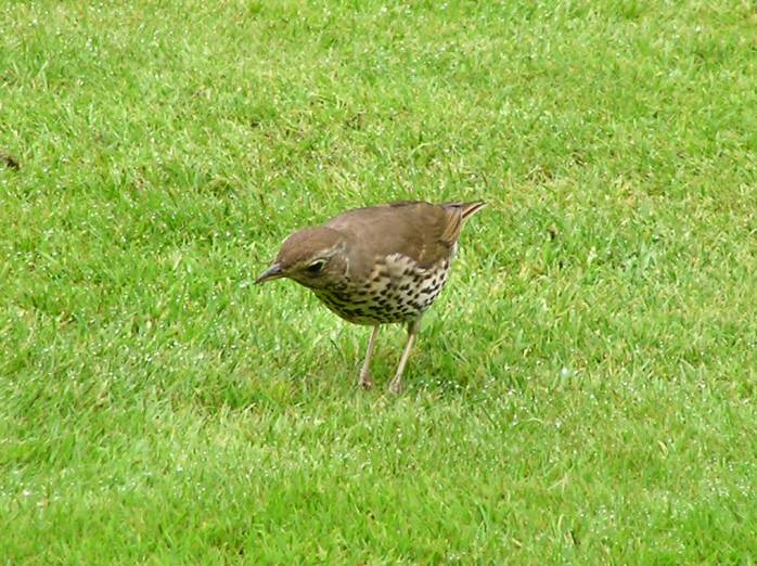 Song Thrush - Cotehele Gardens