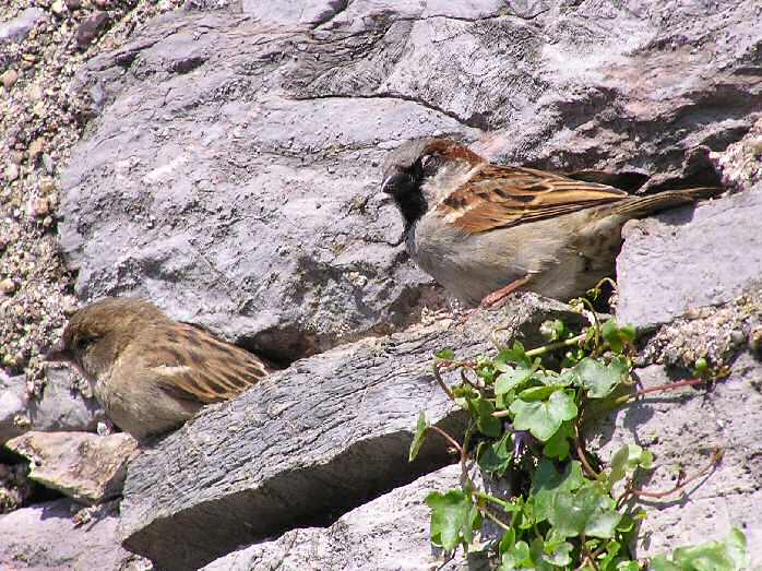 House Sparrows