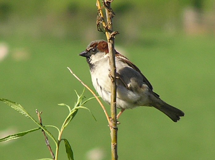 House Sparrows