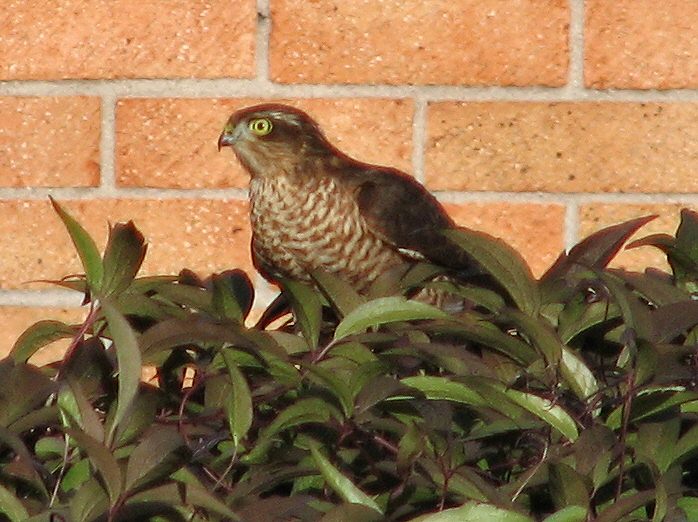 Sparrowhawk