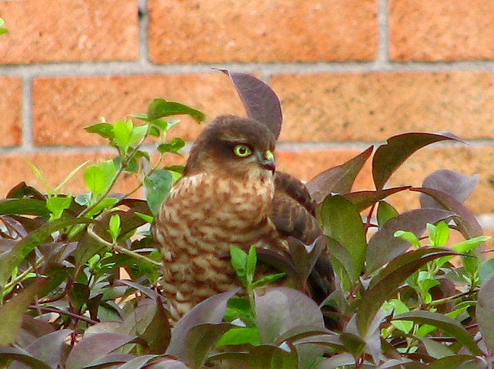 Sparrowhawk