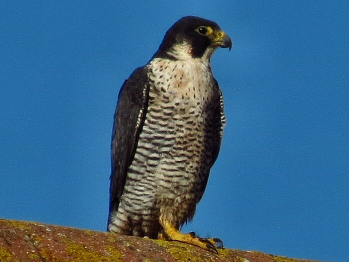 Sparrowhawk