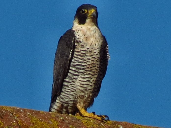 Sparrowhawk