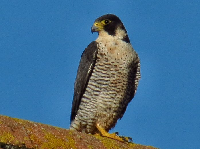 Sparrowhawk