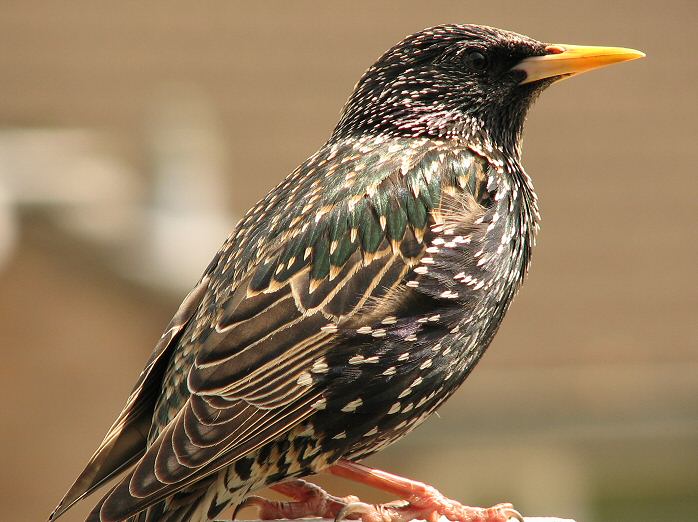 Starling, Plymouth