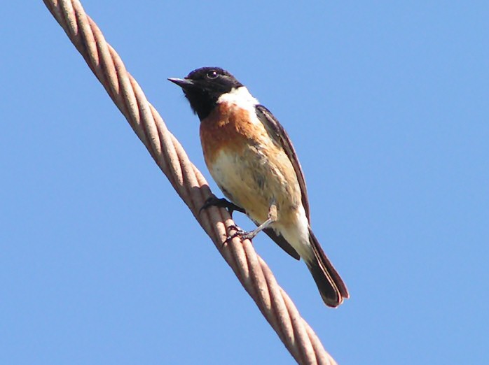 Stonechat, South Milton Sands