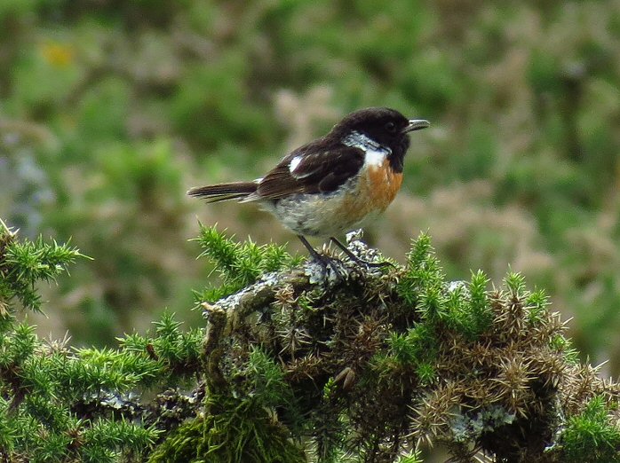 Stonechat, Burrator, Dartmoor