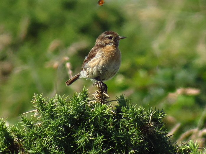 Female Stonechat - Glebe Cliffs, Tintagel