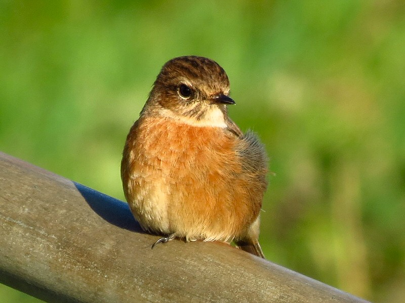 Stonechat, Hannafore, Cornwall