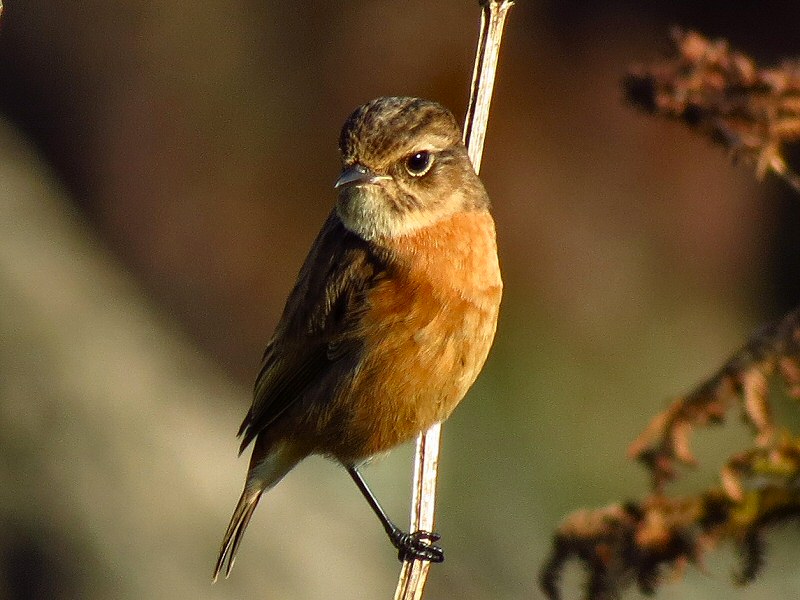 Stonechat, Hannafore, Cornwall