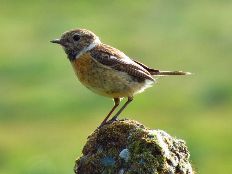 Stonechat, Swell Tor, Dartmoor