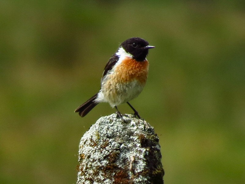 Stonechat, Swell Tor, Dartmoor