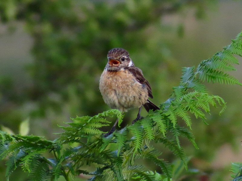 Stonechat, Burrator, Dartmoor