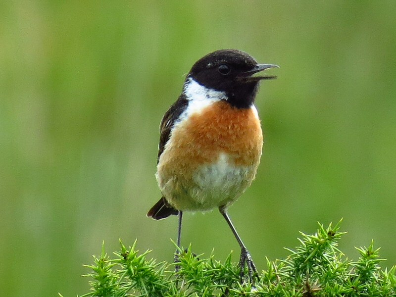 Stonechat, Burrator, Dartmoor