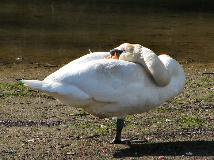 Mute Swan, Slapton Ley