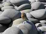 Wheatear - Westwood Ho