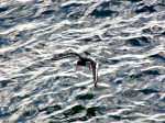 Oyster Catcher