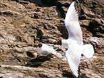 Black Headed Gulls