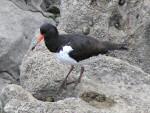 Oyster Catcher