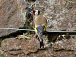 Goldfinch - Cotehele Gardens