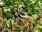 Goldfinch