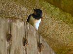 Swallow, Cotehele House