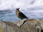 Rock Pipit, Trebarwith Strand